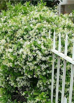 Double Jasmine Seeds