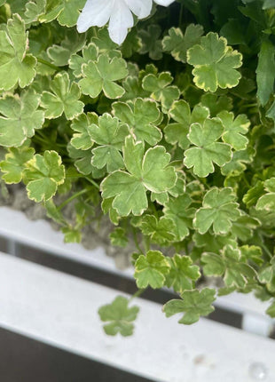 Coriander leaf 'Crystal Candy'