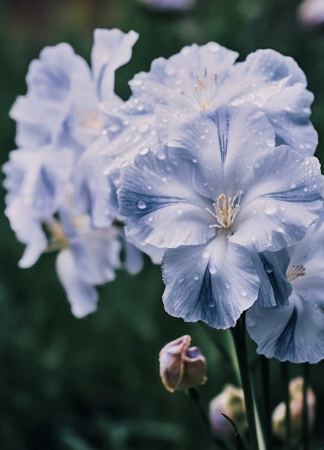Soot Blue Calamus Seeds