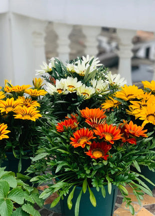 Medal Chrysanthemum Seeds - Flower of Glory