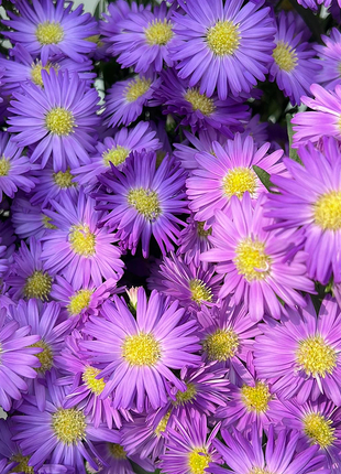 🫧Aster Seeds- Purple Dome