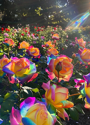 Colorful Roses - Flowers of Good Luck