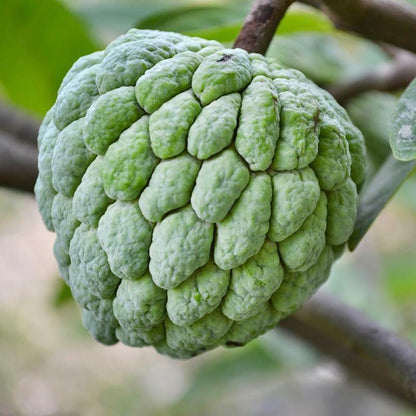 Sugar Apple Seeds