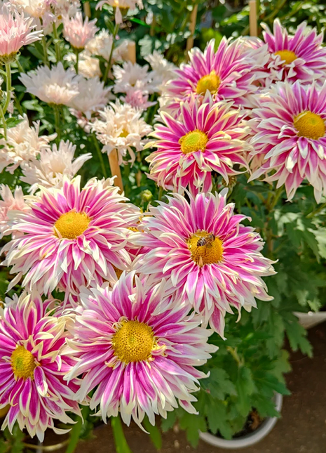 Rare Treasure Chrysanthemum Seeds