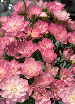 Miniature Rosa Chinensis-Sky Lotus Stars🌺