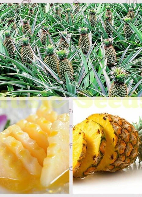 Pineapple seeds
