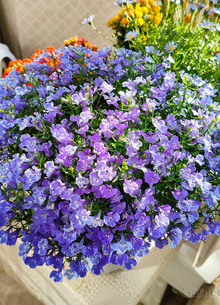 🌈Optimal Carpet Plant✨Creeping Lobelia Erinus Seeds