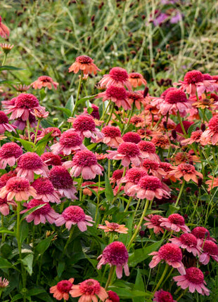 Echinacea 'Rainbow Sherbet' (Coneflower)