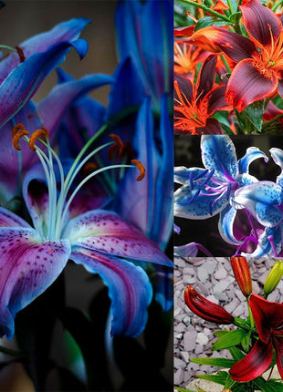 100 PCS Perfume Liliy Seeds Cheap Perfume Lilies Seeds Rare Color Flower Garden Plant