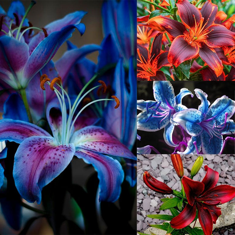 100 PCS Perfume Liliy Seeds Cheap Perfume Lilies Seeds Rare Color Flower Garden Plant