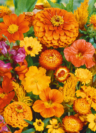 Orange You Glad - Orange Flower Seed Mix