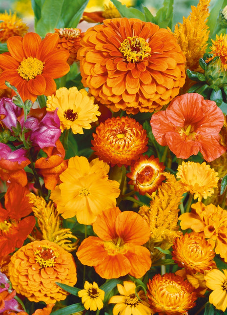 Orange You Glad - Orange Flower Seed Mix