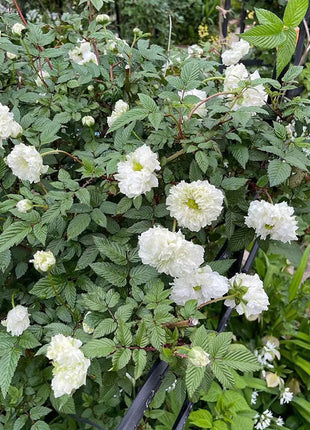 Blanc Double-Blossom de Coubert Seeds