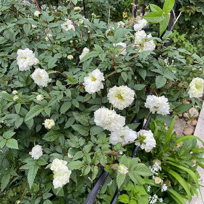 Blanc Double-Blossom de Coubert Seeds
