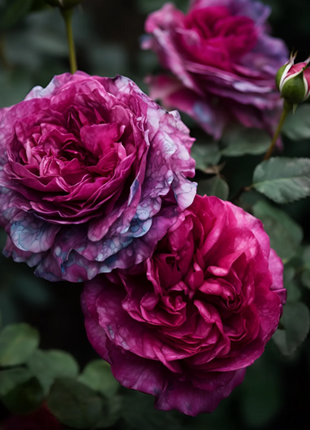 Lavender Pink Crushed Rose Seeds