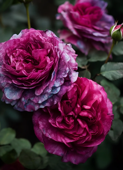 Lavender Pink Crushed Rose Seeds