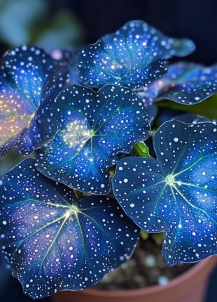 🌺Phantom Begonia 🌺