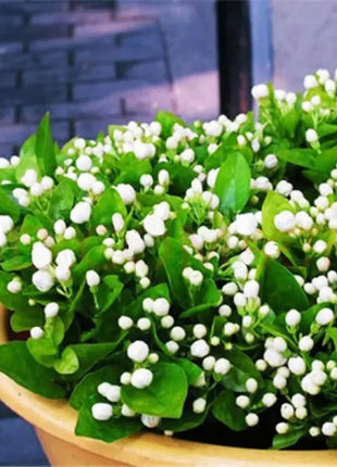 100+ Climbing Jasmine Flower Seeds Fragrant Plant for Planting Garden Home Four Seasons Evergreen Silver Jasmine Garden Balcony Climbing Flower Non-GMO