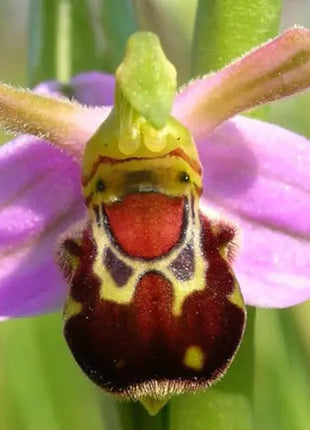 Beautiful Bee Orchid Flower Seeds