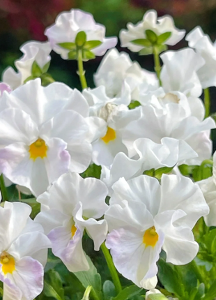 💐 Pansy Winter Elf Series - I Miss You Endlessly