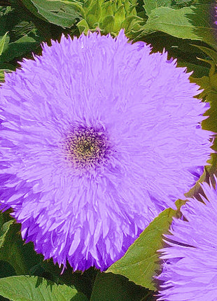 Purple Teddy Bear Sunflower Seeds| Home Garden