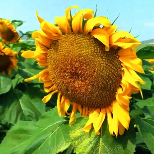 🌺Last Day Sale--60% Off💐 Sunflower Seeds🌻Sunshine