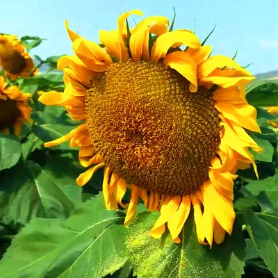 🌺Last Day Sale--60% Off💐 Sunflower Seeds🌻Sunshine