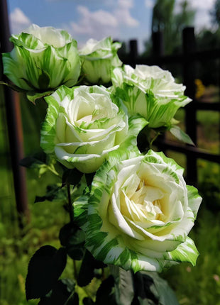🤍Rare White and Green Twin Roses💚