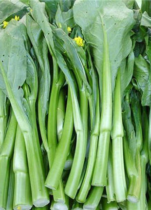 Chinese Kale Seeds