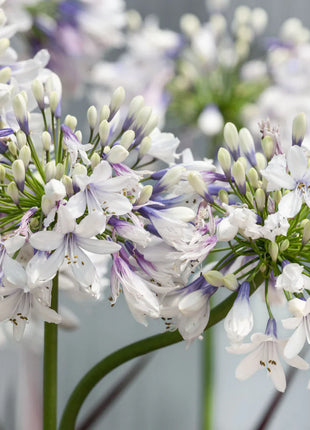 🎁New Year Sale🎁Agapanthus africanus 'Fireworks'