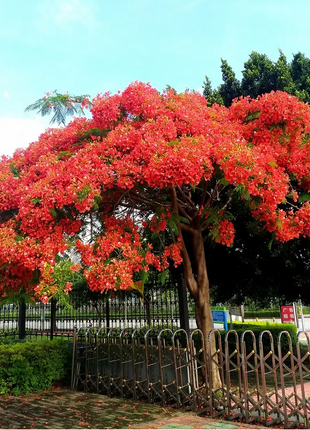 Royal Poinciana Seeds