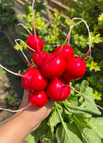100 Seeds / Cherry Fruit Radish