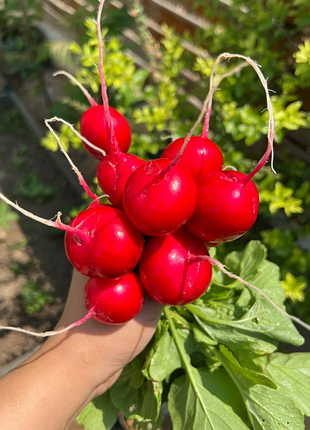 Pineapple Fruit Radish Seeds🥕