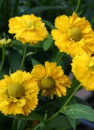 Yellow Helenium Sneezeweed Flower Seeds