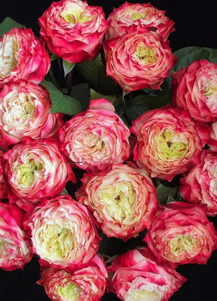 Rare Multi-color Roses-Apple Jack Seeds