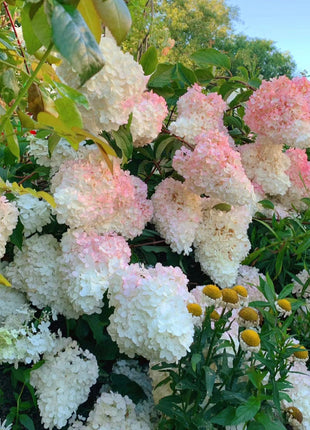 Strawberry Hydrangea Flowers Seeds Mixed Color Plants Home Garden Flower Seeds
