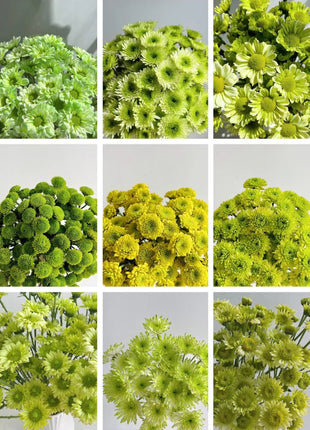 Green with Envy Flower Seed Mix