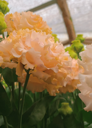 🌺Lisianthus - Sincere Love