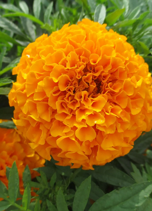 French Marigold Seeds - mixed colors - a great companion for the vegetable garden