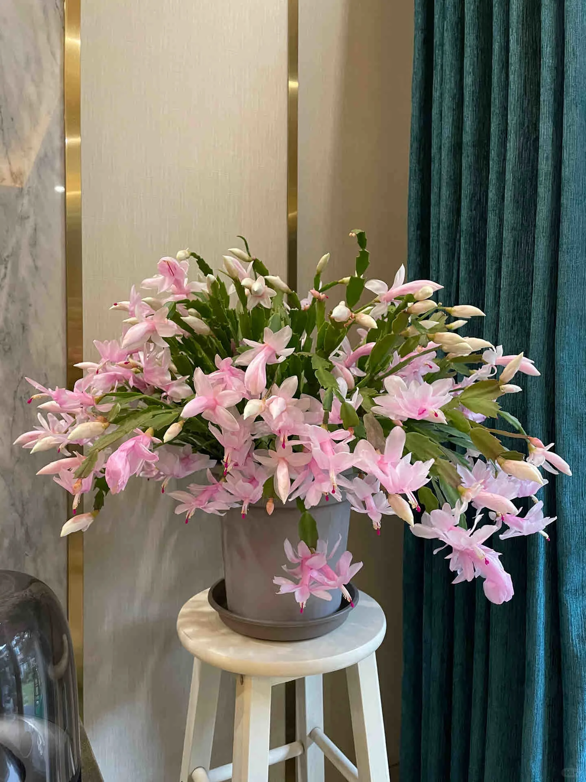 Crab Claw Orchid - The Icing On The Cake