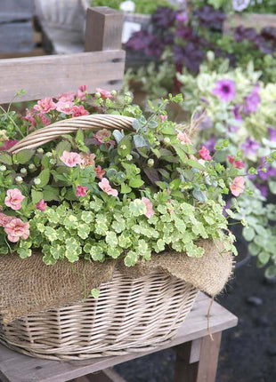 Coriander leaf 'Crystal Candy'