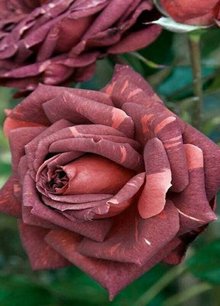 Brown pink roses