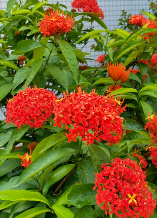 Dragon Boat Flower Seeds