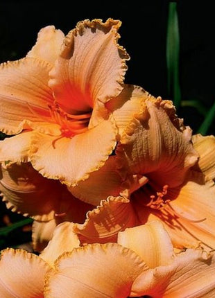 Daylily Hybrid Flowers Seed