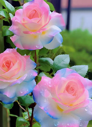 Western Region Mandala Langaros Rose