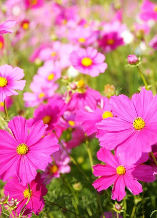 🌺Cosmos - Blooming Means Happiness And Luck