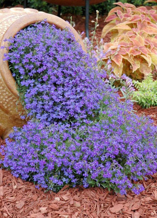 Lobelia Seeds - One of the best edging plants