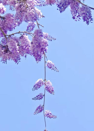 Wisteria Flower Seeds Nature's Purple Elegance