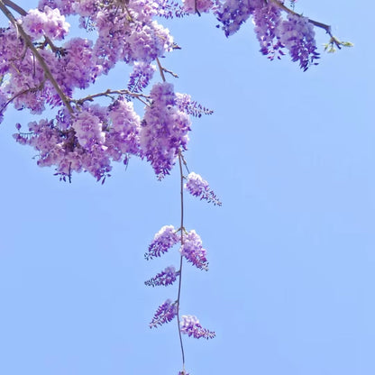 Wisteria Flower Seeds Nature's Purple Elegance