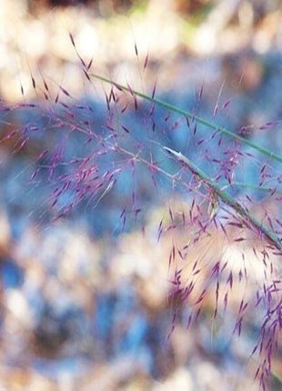 100Pcs Muhlenbergia Capillaris